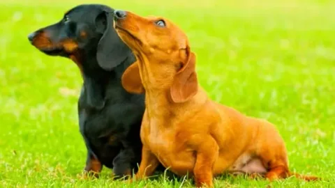 les 30 races de chiens les plus mignonnes