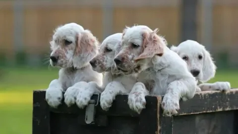 les 30 races de chiens les plus mignonnes