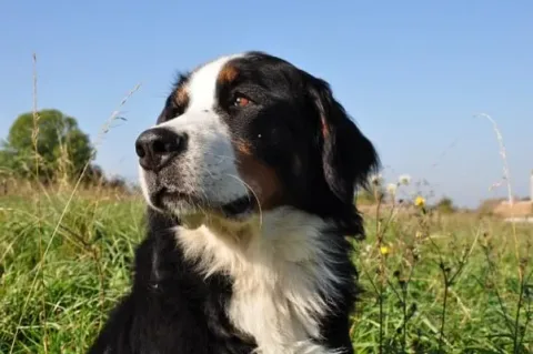 les 30 races de chiens les plus mignonnes