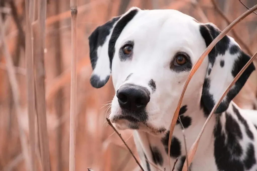 les 30 races de chiens les plus mignonnes