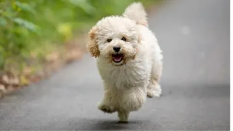les 30 races de chiens les plus mignonnes