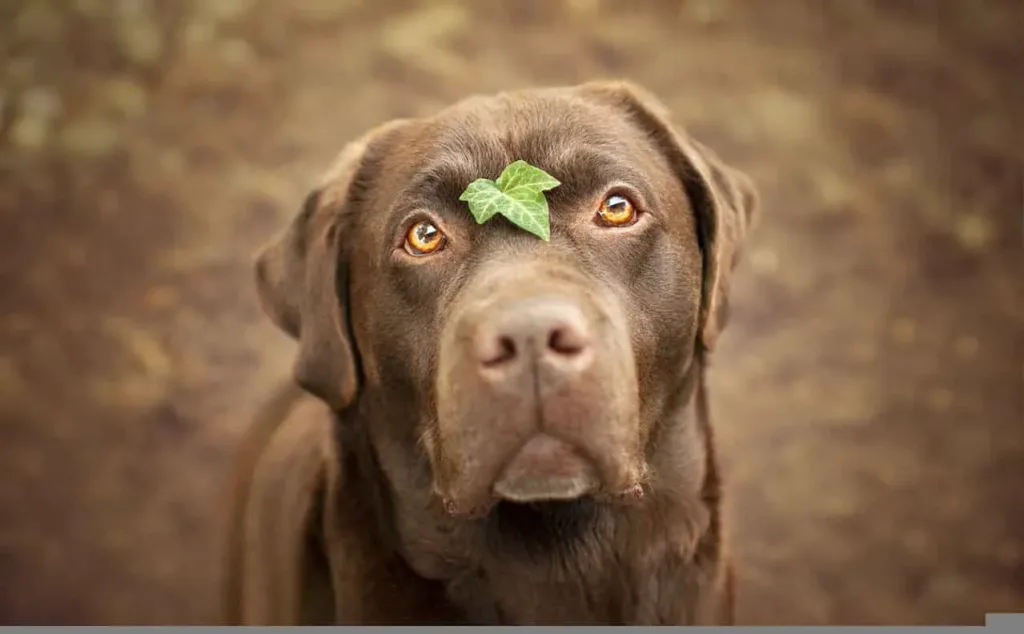 les 30 races de chiens les plus mignonnes