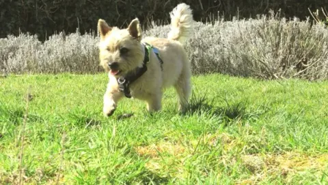 les 30 races de chiens les plus mignonnes