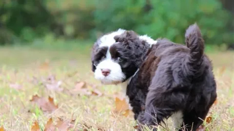 les 30 races de chiens les plus mignonnes