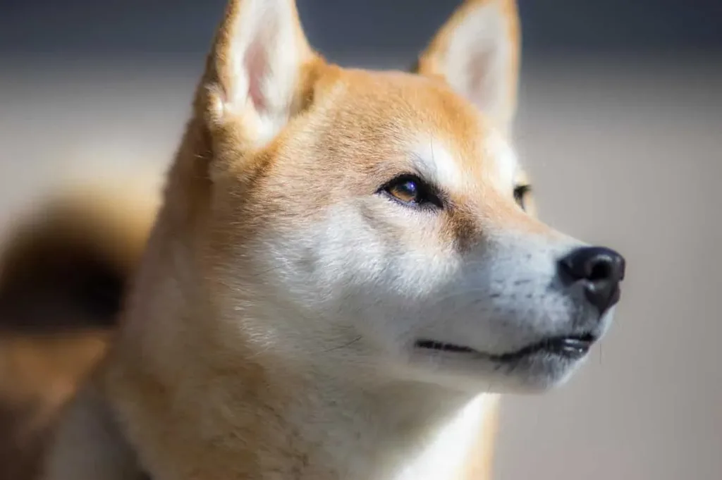 les 30 races de chiens les plus mignonnes
