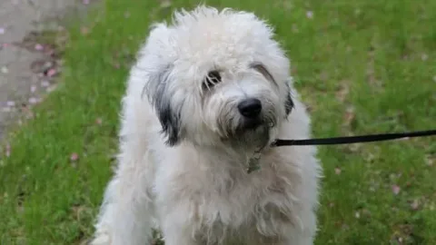 les 30 races de chiens les plus mignonnes