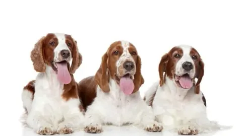 les 30 races de chiens les plus mignonnes