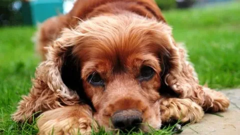 les 30 races de chiens les plus mignonnes