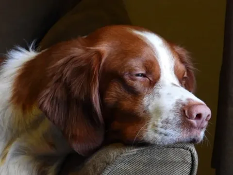 les 30 races de chiens les plus mignonnes