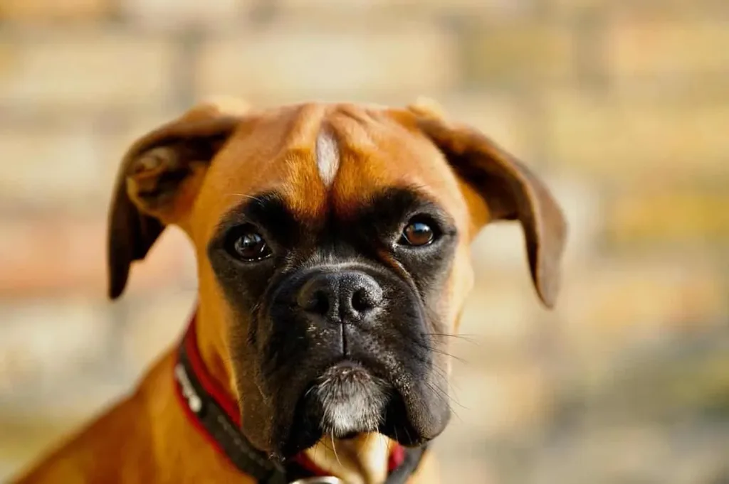 les 30 races de chiens les plus mignonnes