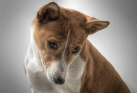 les 30 races de chiens les plus mignonnes