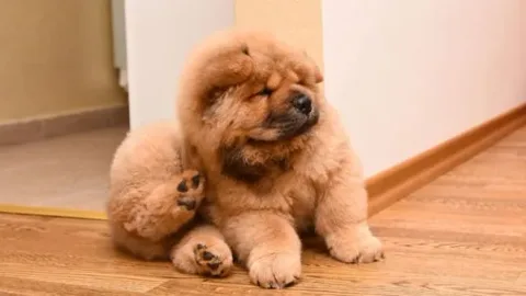 les 30 races de chiens les plus mignonnes