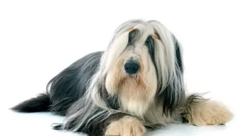 les 30 races de chiens les plus mignonnes