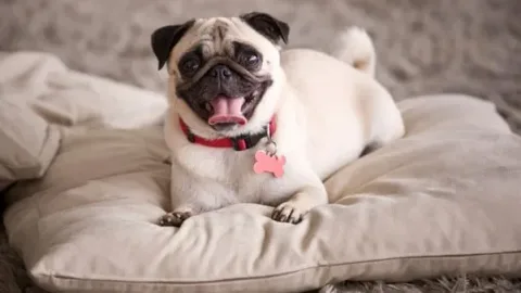 les 30 races de chiens les plus mignonnes