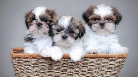 les 30 races de chiens les plus mignonnes