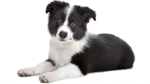 les 30 races de chiens les plus mignonnes