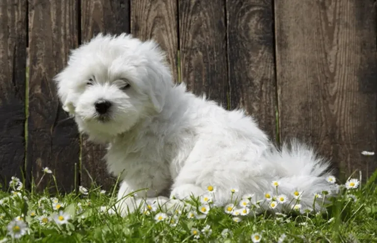 les 30 races de chiens les plus mignonnes