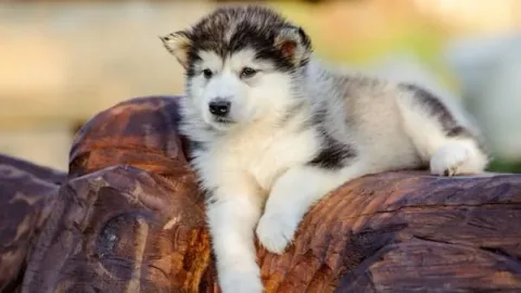 les 30 races de chiens les plus mignonnes