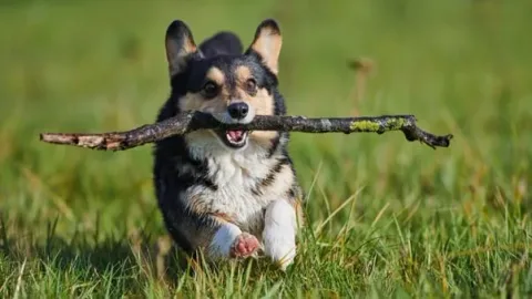 les 30 races de chiens les plus mignonnes