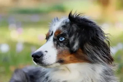 les 30 races de chiens les plus mignonnes