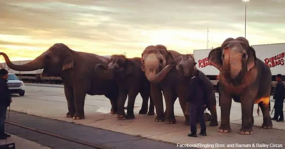 Deux des plus grands cirques américains annoncent qu’ils retirent tous les numéros d’éléphants de leurs spectacles