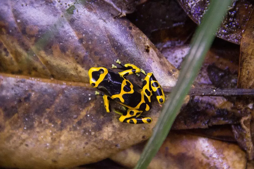 les plus belles grenouilles qui peuvent tuer un homme