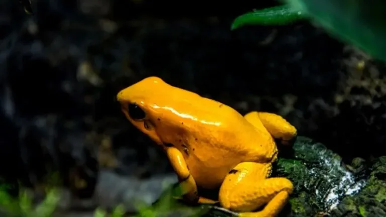 les plus belles grenouilles qui peuvent tuer un homme