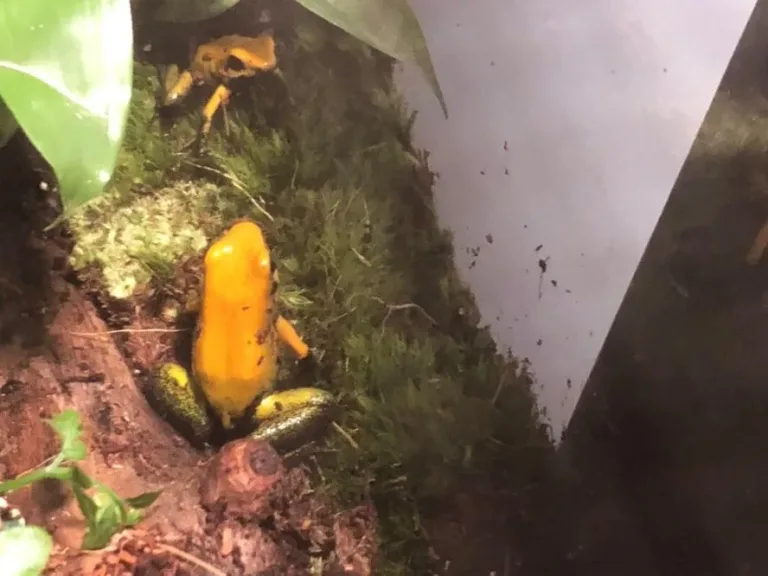 les plus belles grenouilles qui peuvent tuer un homme