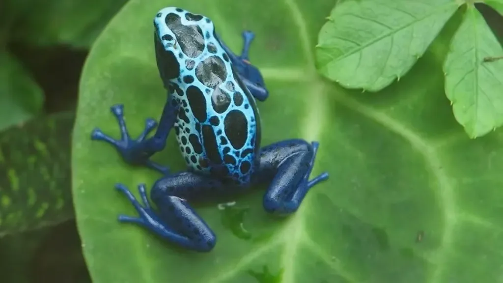 les plus belles grenouilles qui peuvent tuer un homme