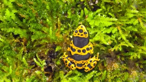 les plus belles grenouilles qui peuvent tuer un homme
