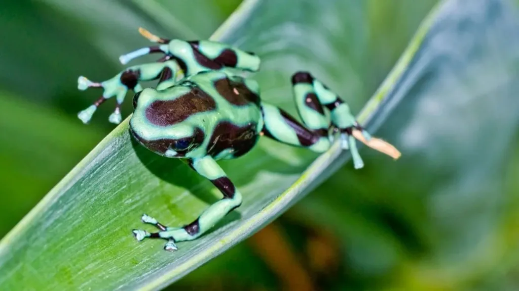 les plus belles grenouilles qui peuvent tuer un homme
