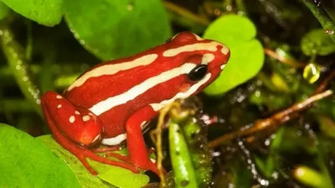 les plus belles grenouilles qui peuvent tuer un homme