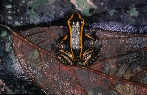 les plus belles grenouilles qui peuvent tuer un homme