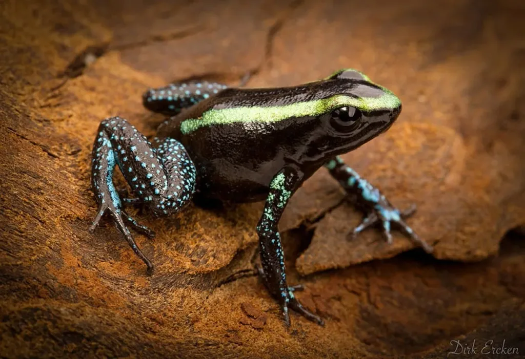 les plus belles grenouilles qui peuvent tuer un homme