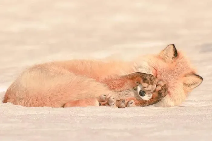 Animaux hokkaido 12
