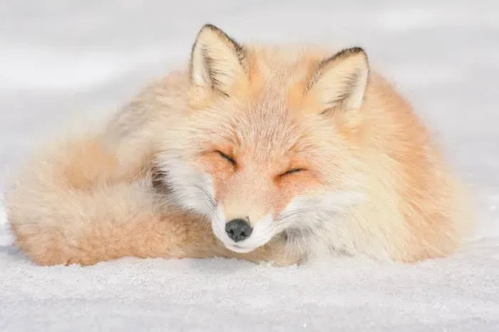 Animaux hokkaido 13
