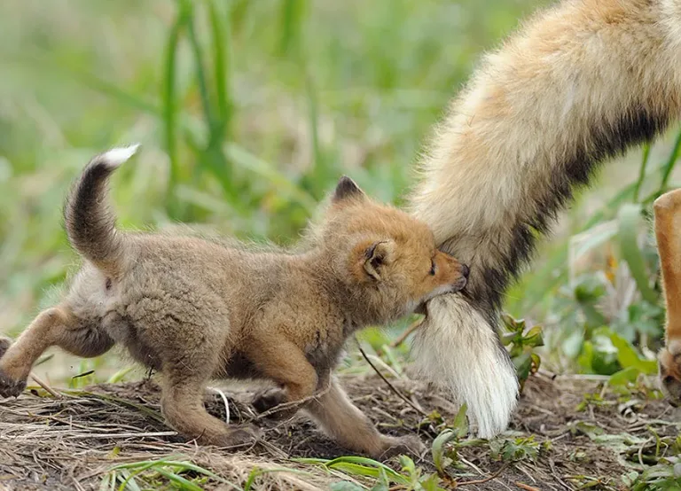 22 photos de renard qui vont vous faire craquer