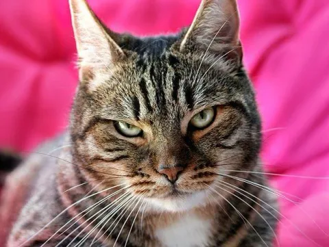 Meme les amateurs de chats 11