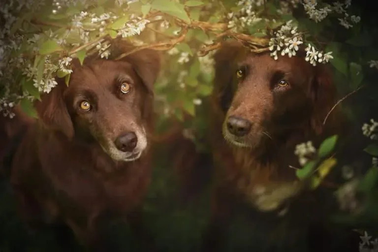 120815-Photographer-Captures-Soulful-Portraits-Of-Dogs-21