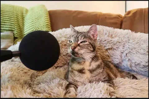 un chat de 14 ans etablit le record guinness du ronronnement le plus fort au monde