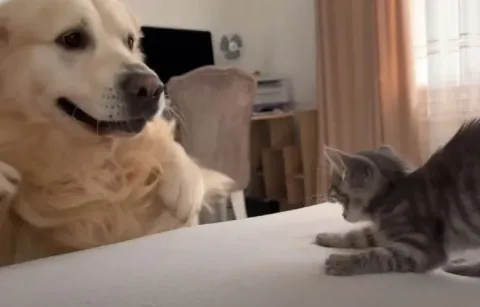 un chien geant rencontre un minuscule chaton et sa reaction fait fondre le coeur de plus de 42 millions de personnes