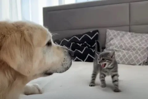 un chien geant rencontre un minuscule chaton et sa reaction fait fondre le coeur de plus de 42 millions de personnes