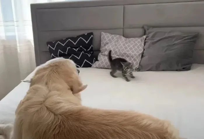 un chien geant rencontre un minuscule chaton et sa reaction fait fondre le coeur de plus de 42 millions de personnes
