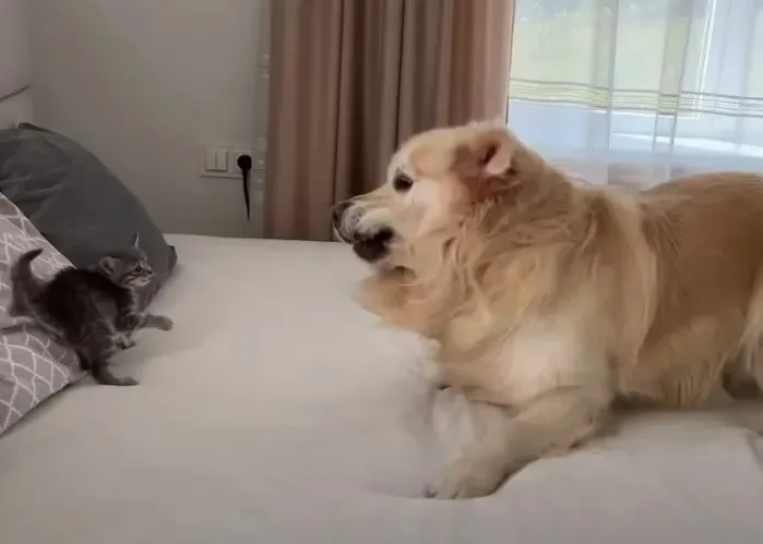 un chien geant rencontre un minuscule chaton et sa reaction fait fondre le coeur de plus de 42 millions de personnes
