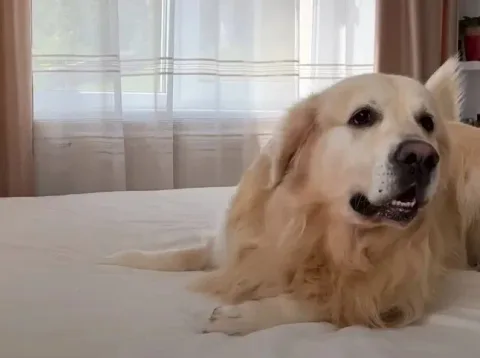 un chien geant rencontre un minuscule chaton et sa reaction fait fondre le coeur de plus de 42 millions de personnes