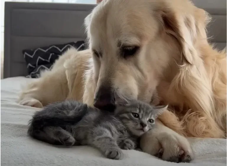 un chien geant rencontre un minuscule chaton et sa reaction fait fondre le coeur de plus de 42 millions de personnes