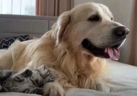 un chien geant rencontre un minuscule chaton et sa reaction fait fondre le coeur de plus de 42 millions de personnes