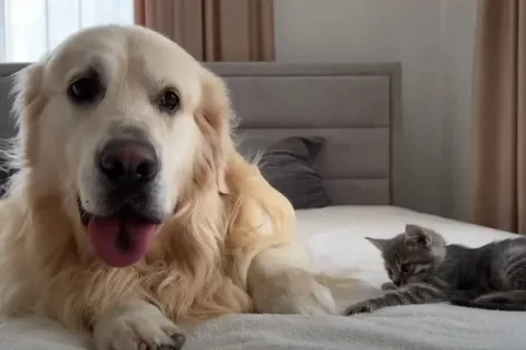 un chien geant rencontre un minuscule chaton et sa reaction fait fondre le coeur de plus de 42 millions de personnes