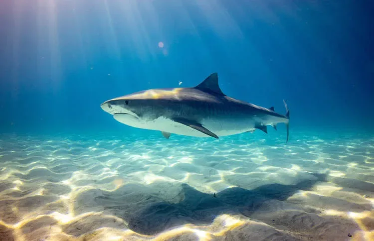 un plongeur scaphandrier est ami avec un requin tigre de 45 metres depuis plus de deux decennies
