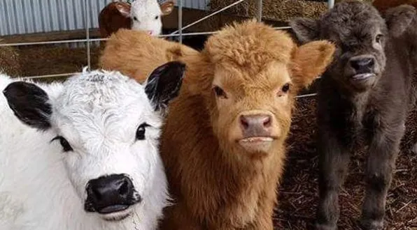 Oui, vous aussi, vous pouvez avoir votre propre vache miniature. Et ce sont des animaux domestiques formidables !